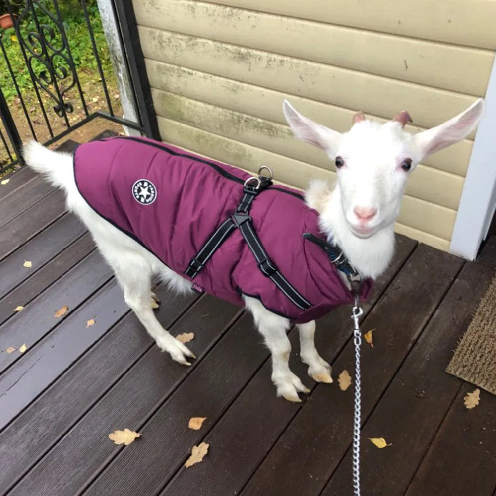 Red waterproof dog coat with integrated harness for winter outdoor use