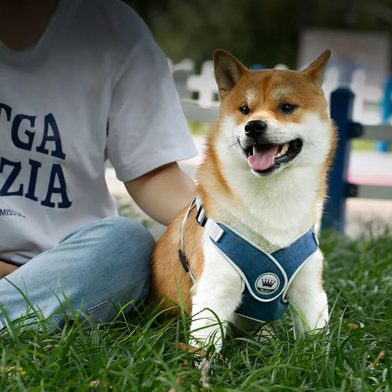 Adjustable breathable mesh dog harness vest with metal D-ring on a pet.