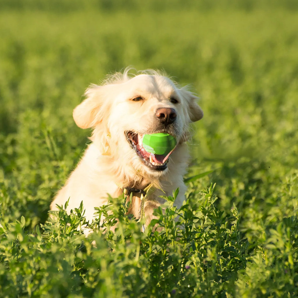 Green natural rubber dog squeaky toy ball for aggressive chewers with beef flavour