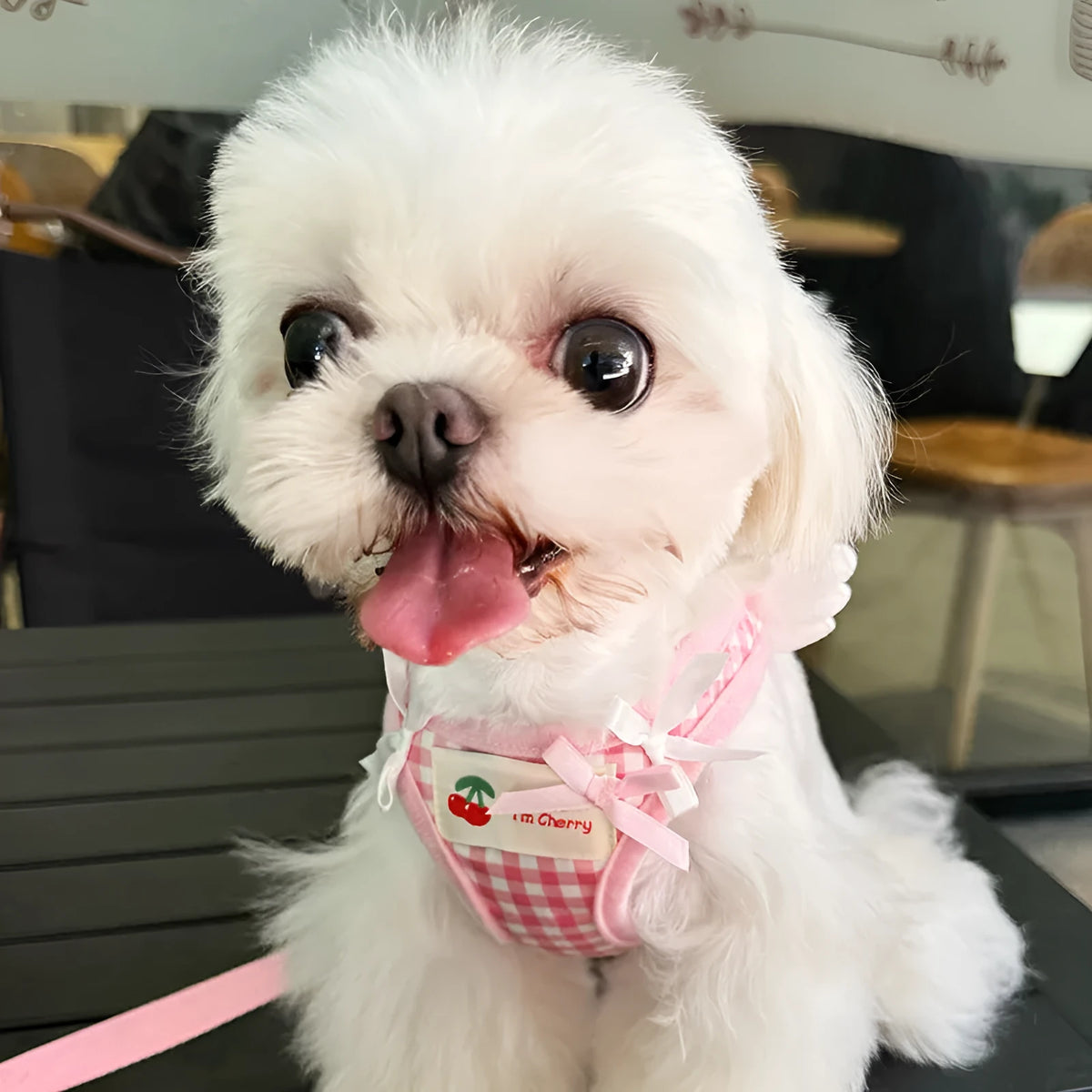 Small dog wearing pink cotton chest and back harness with hand holding rope attachment