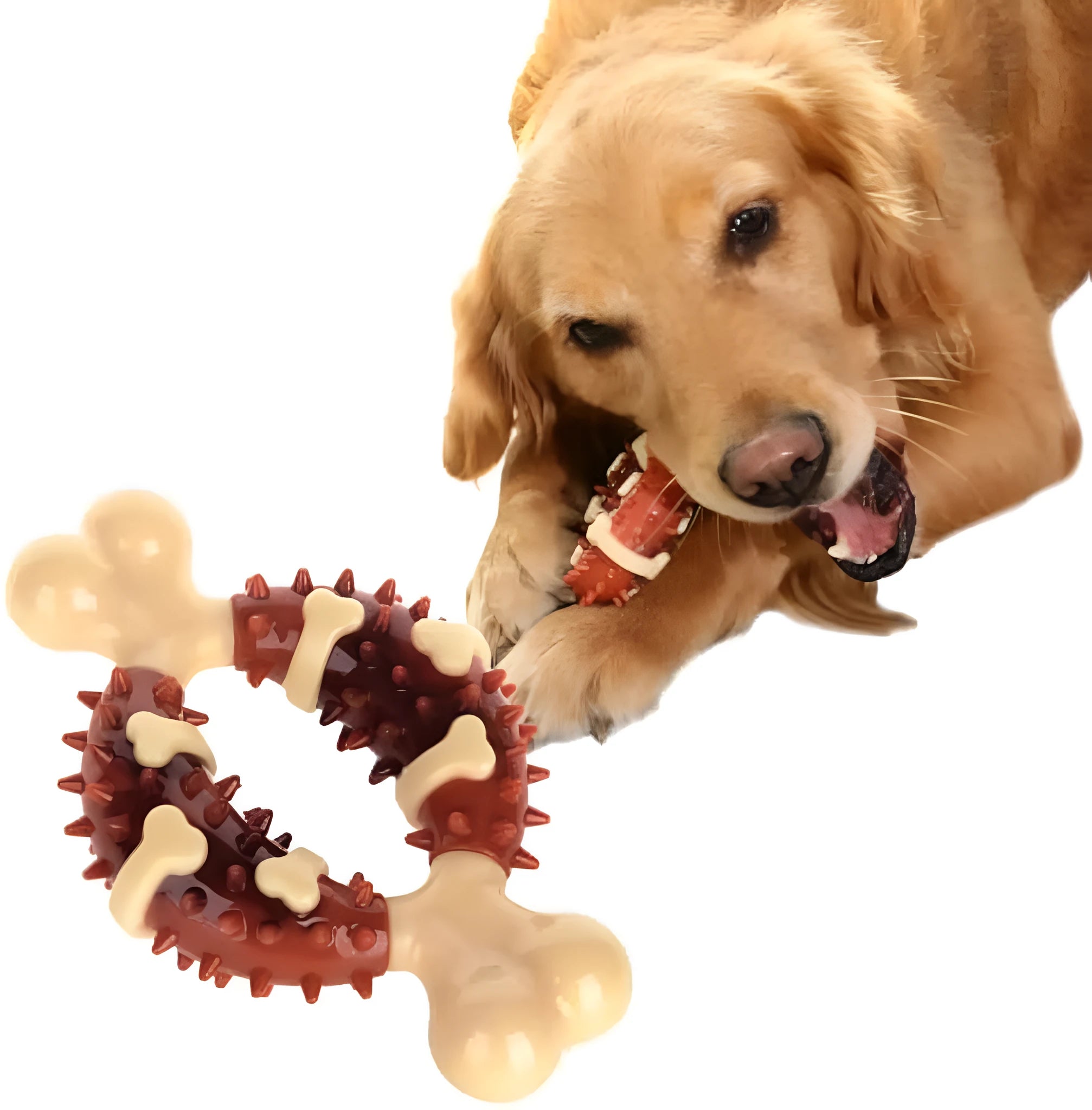Natural rubber bone-shaped dog chewing toy for dental health in two sizes