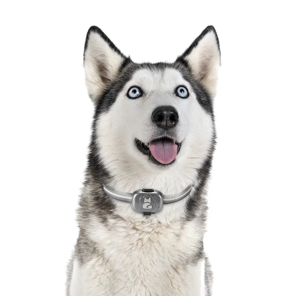 Black GPS pet locator with hanging rope attachment for dog or cat collar tracking