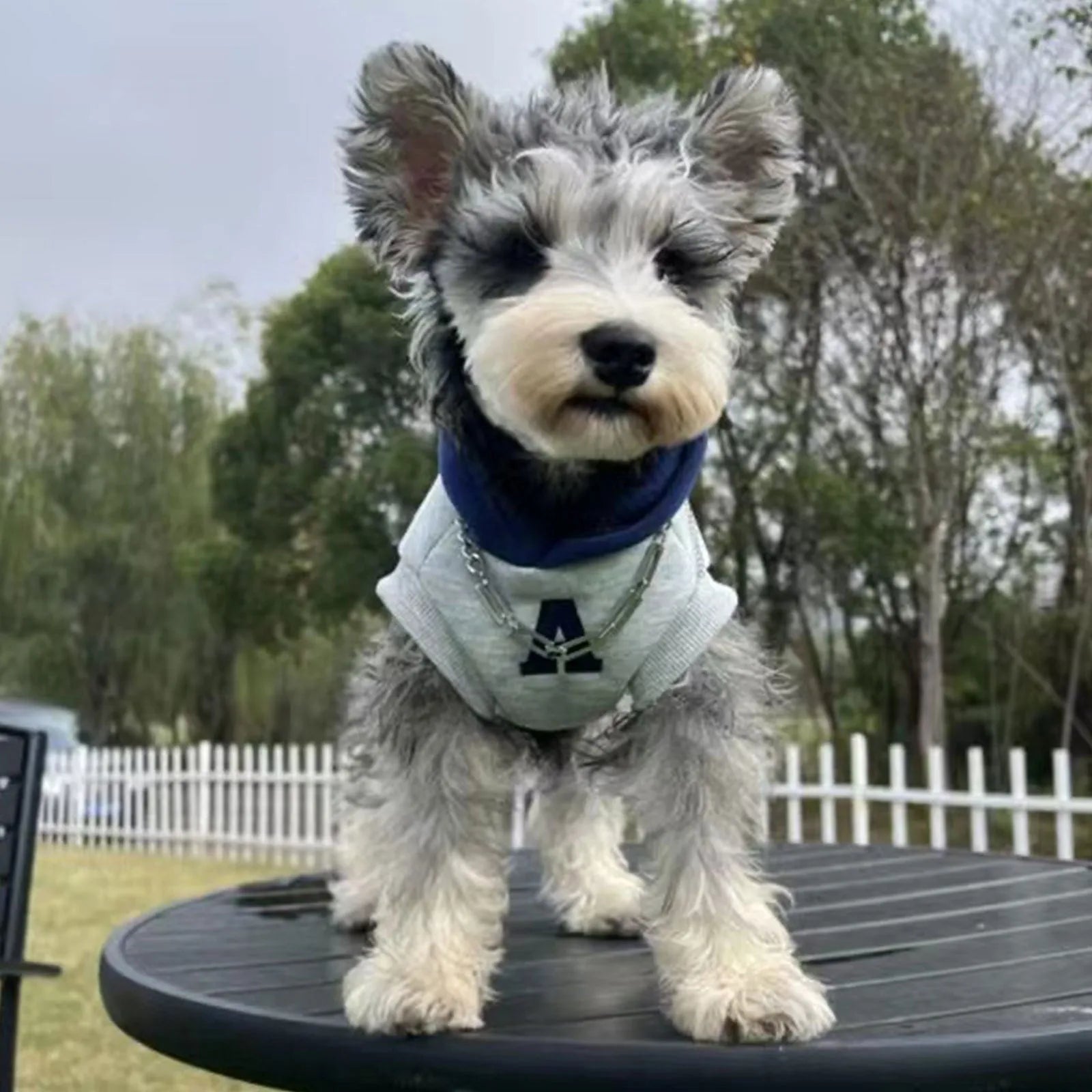 Blue and gray white pet hoodie with reflective lettering for cats and dogs