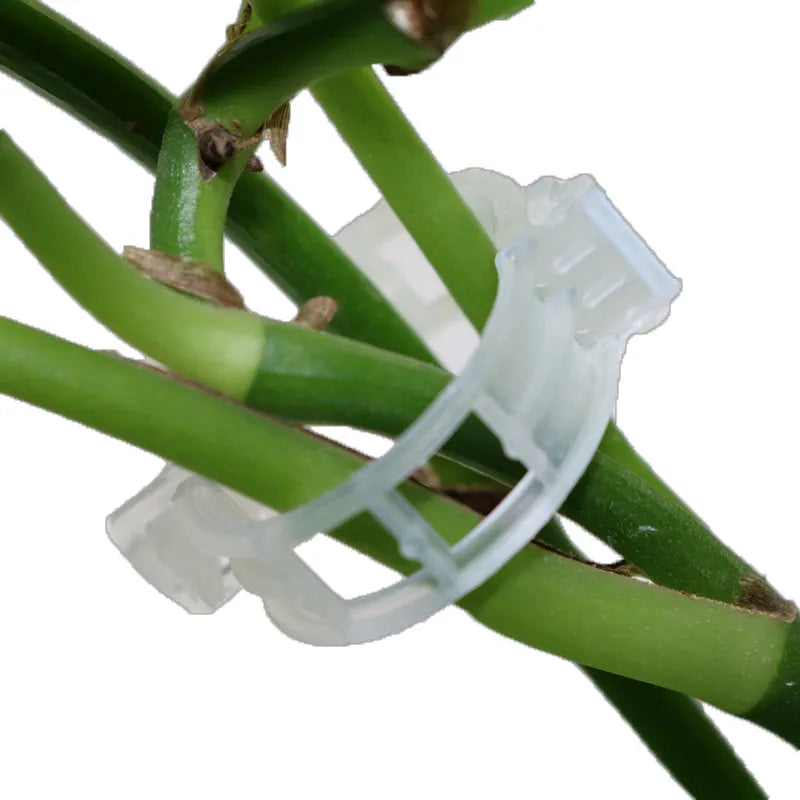 Pack of 50 plastic plant grafting clips in assorted colours for securing tomato stems.