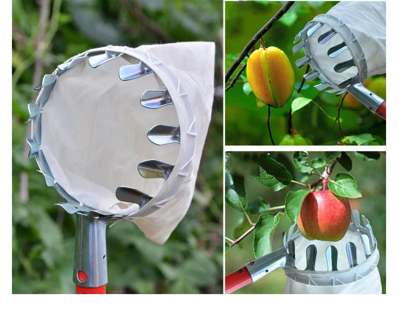 Steel frame fruit picker tool with a cloth collection bag for harvesting garden fruit.