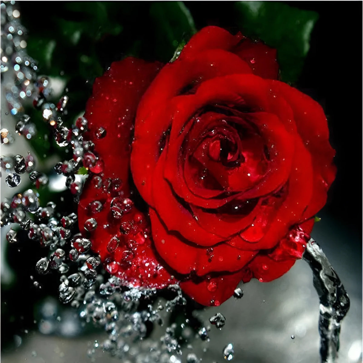 Hand-painted water drop red rose digital oil painting on 40x50cm linen canvas without frame