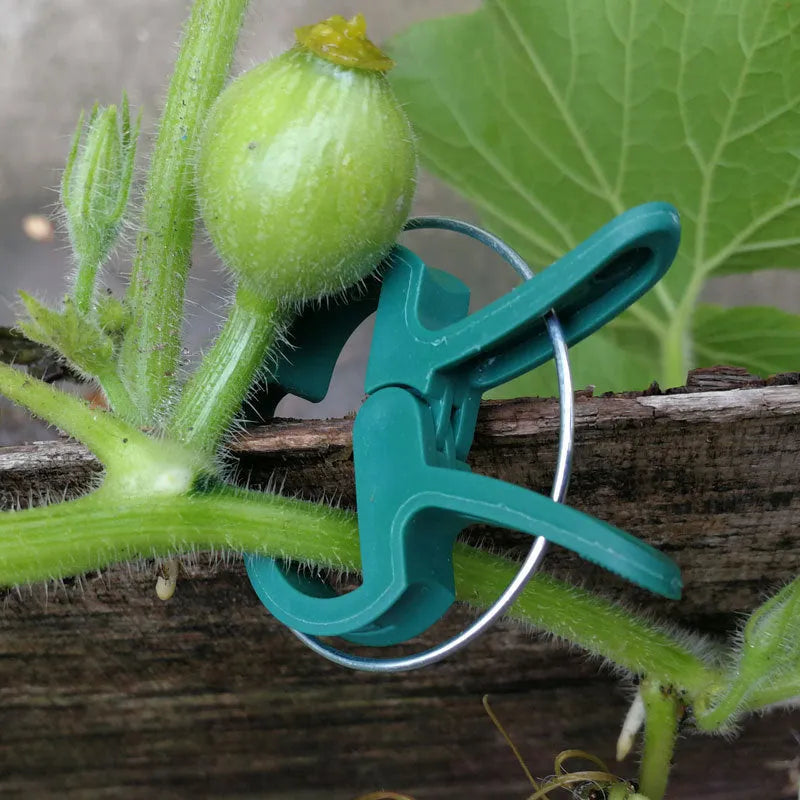 Green plastic plant fixing clips holding tomato vine to garden stake