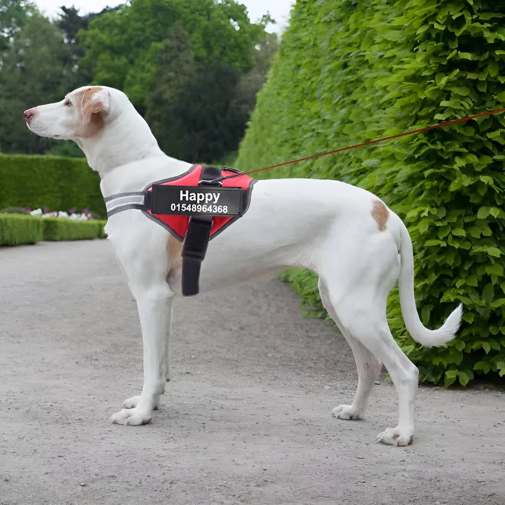 Adjustable nylon dog harness with reflective strips and a sturdy handle on a dog.