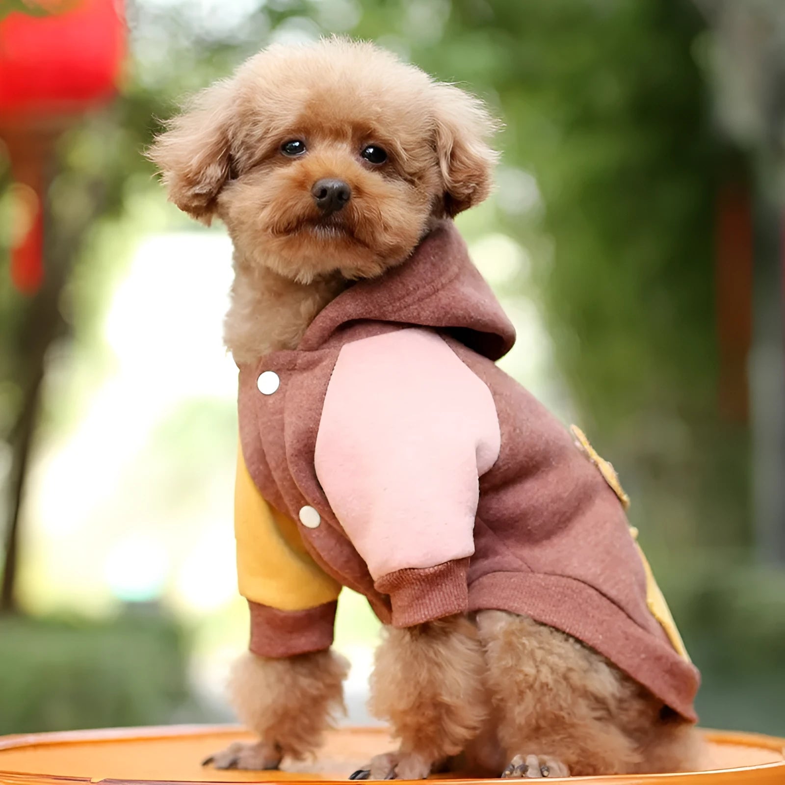 A brown cotton sweatshirt for a dog, showing a casual fit and soft fabric.