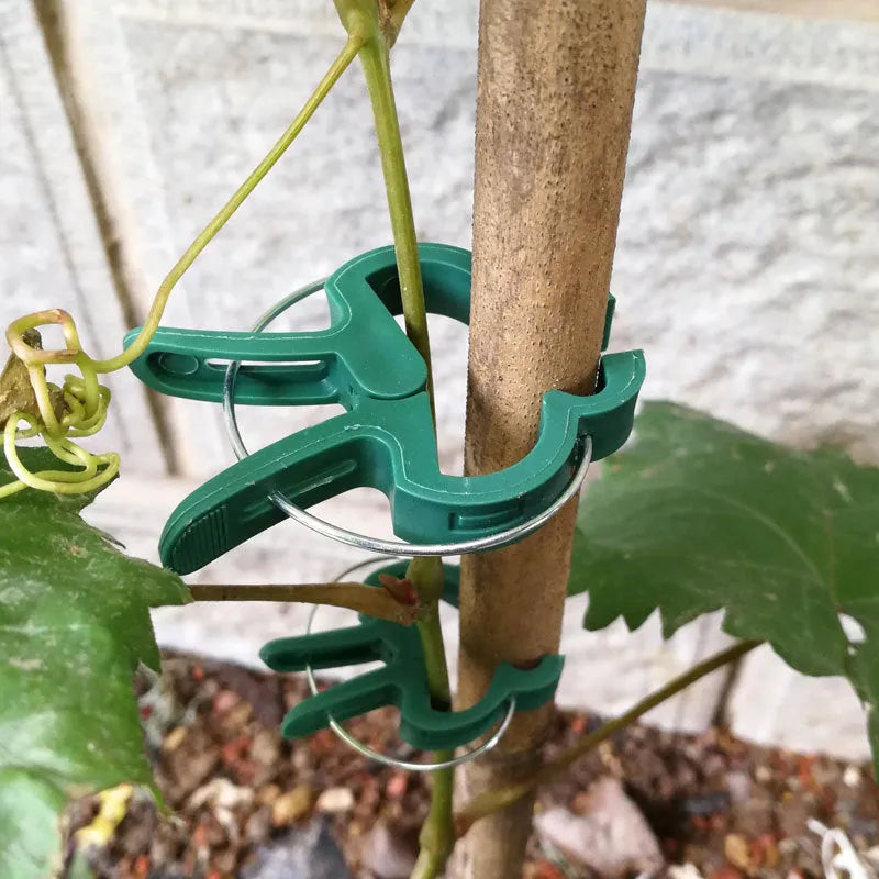 Green plastic plant fixing clips holding tomato vine to garden stake