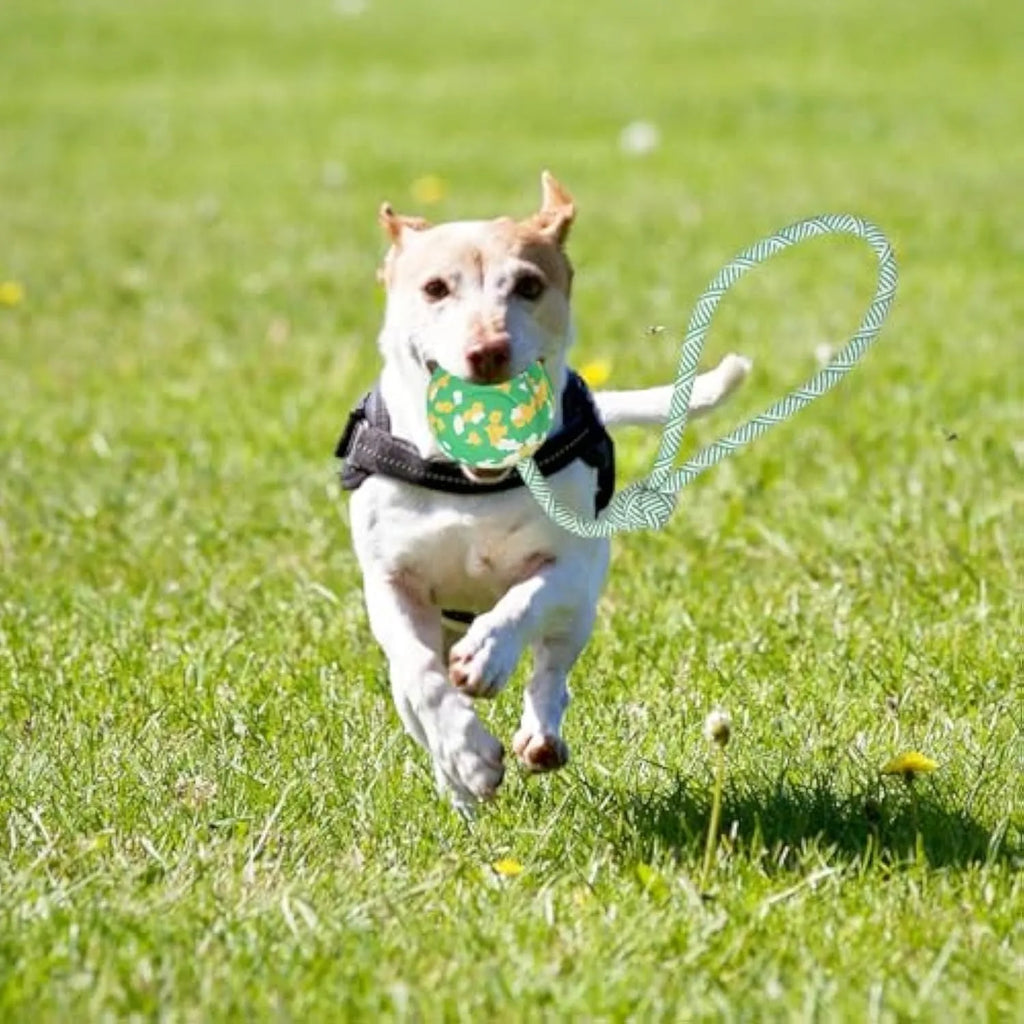 Natural rubber dog ball attached to a nylon rope for interactive fetch and tug-of-war play.