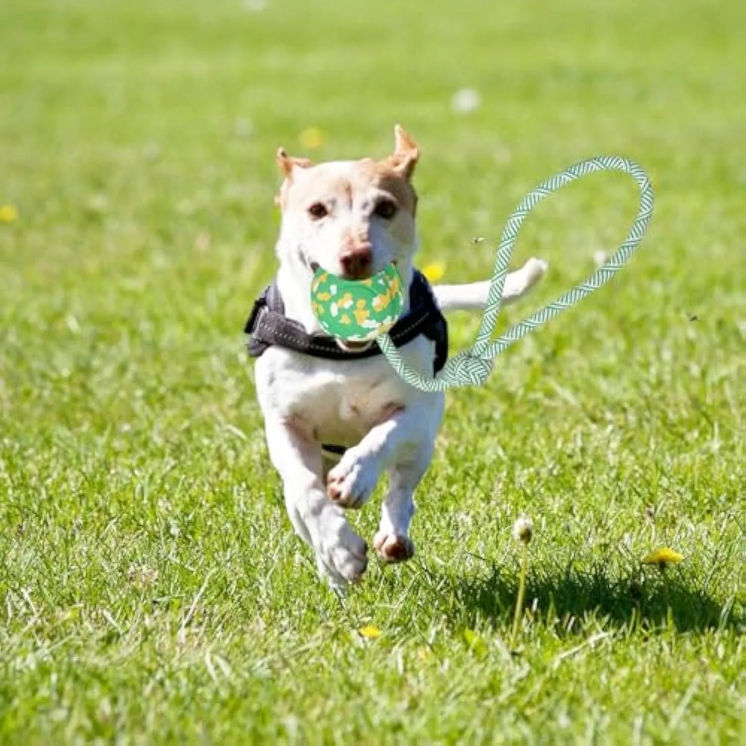 Natural rubber dog ball attached to a nylon rope for interactive fetch and tug-of-war play.