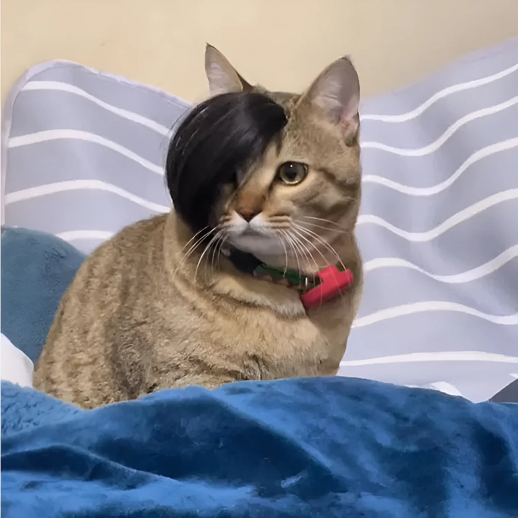 Black imitation braid fox design cat wig for pet costume play