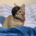 Black imitation braid fox design cat wig for pet costume play