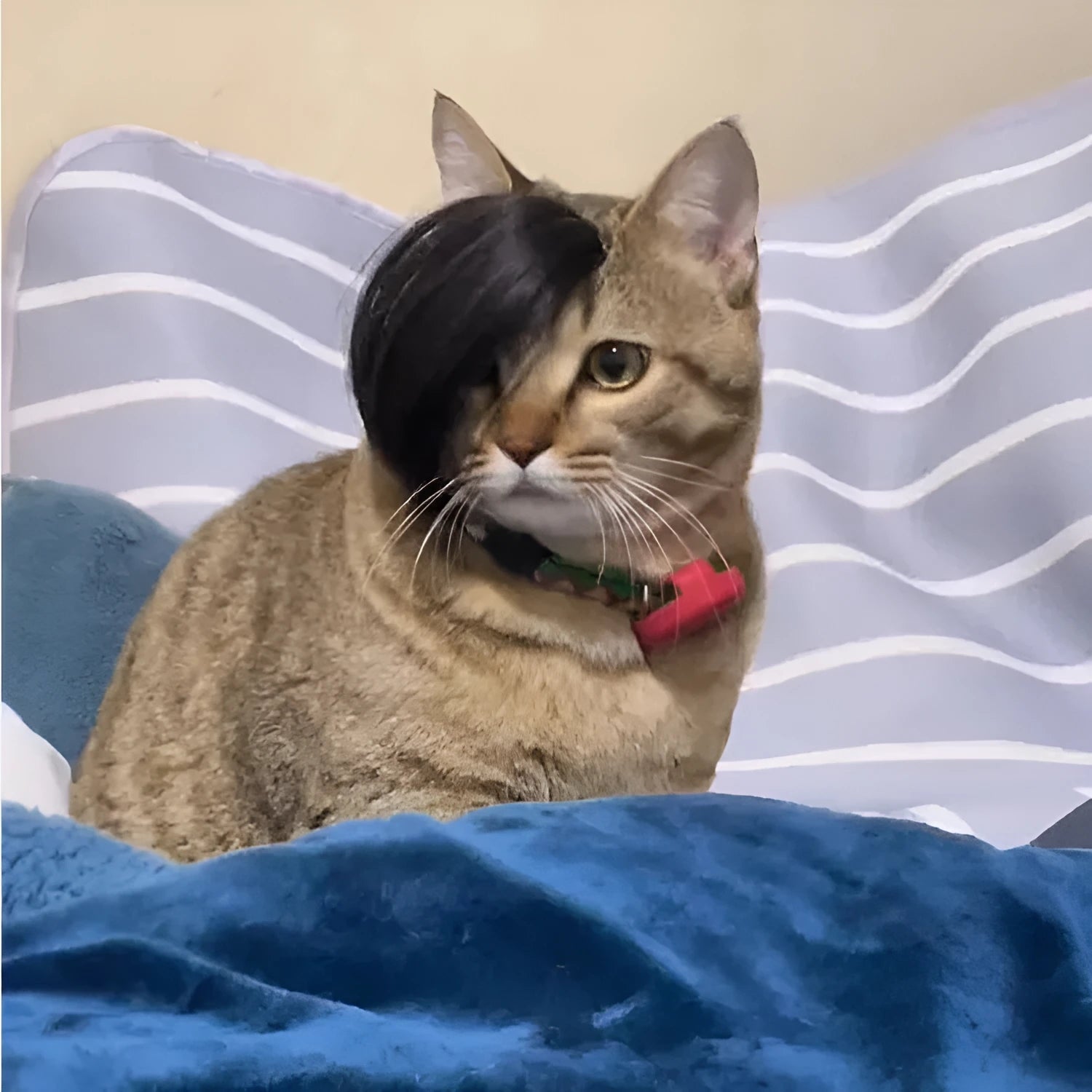 Black imitation braid fox design cat wig for pet costume play