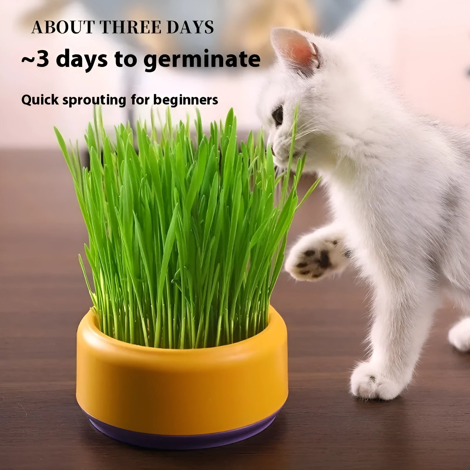 Blue, green, and yellow hydroponic cat grass cups with five packs of seeds on a white background