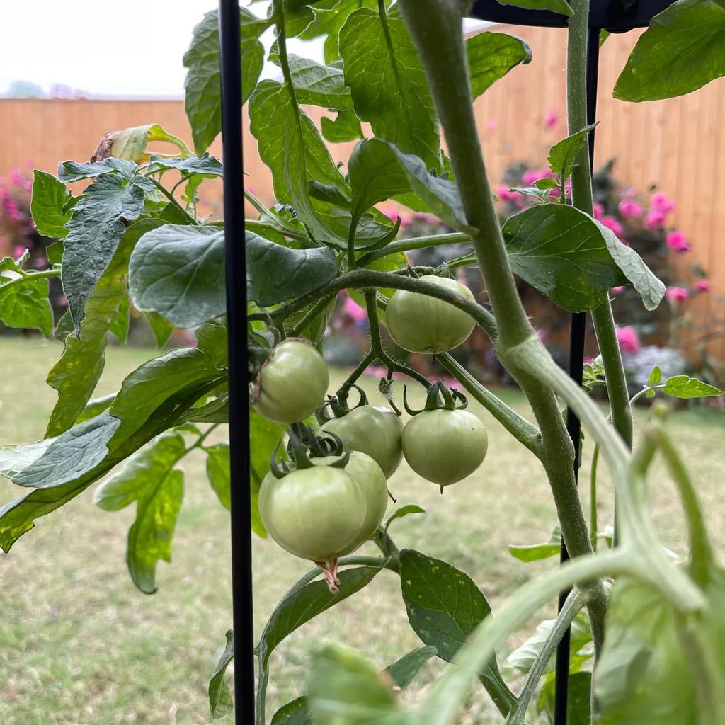 Dark green iron plant climbing frame trellis, 188cm tall by 40cm wide lattice for indoor vines.