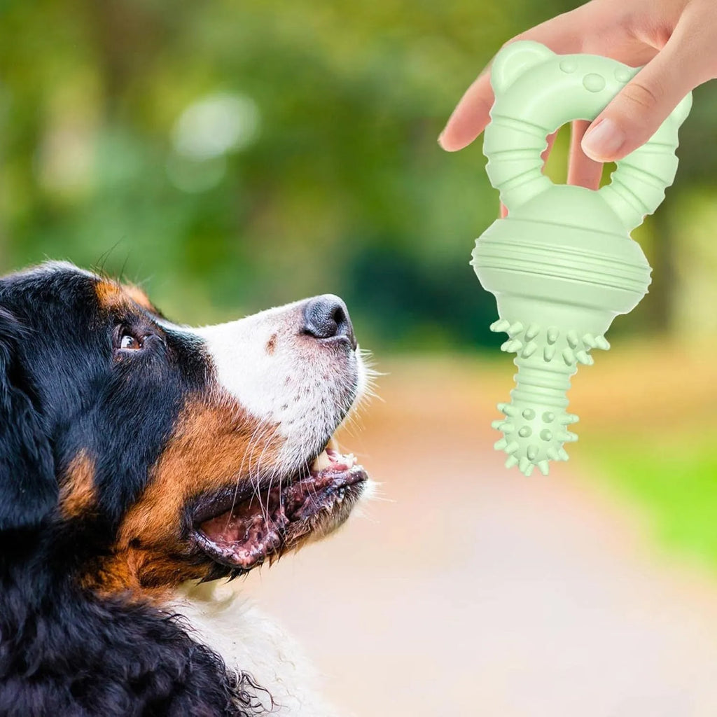 Blue molar-shaped rubber dog chew toy with textured surface for teeth cleaning.