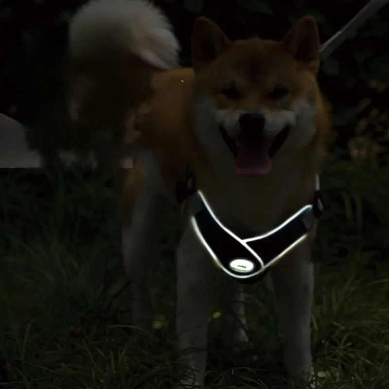 Adjustable breathable mesh dog harness vest with metal D-ring on a pet.