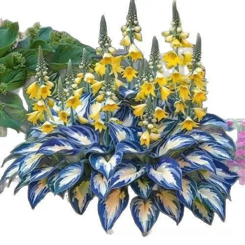 Packet of coloured leaves jade barrettes flower seeds containing 50 tablets for potted gardening.