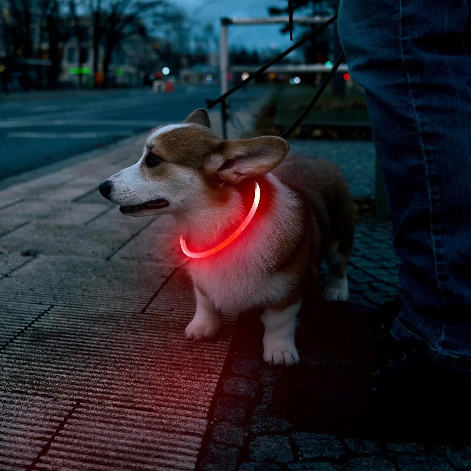 USB rechargeable LED dog collar glowing blue with adjustable 70cm length for night-time pet safety