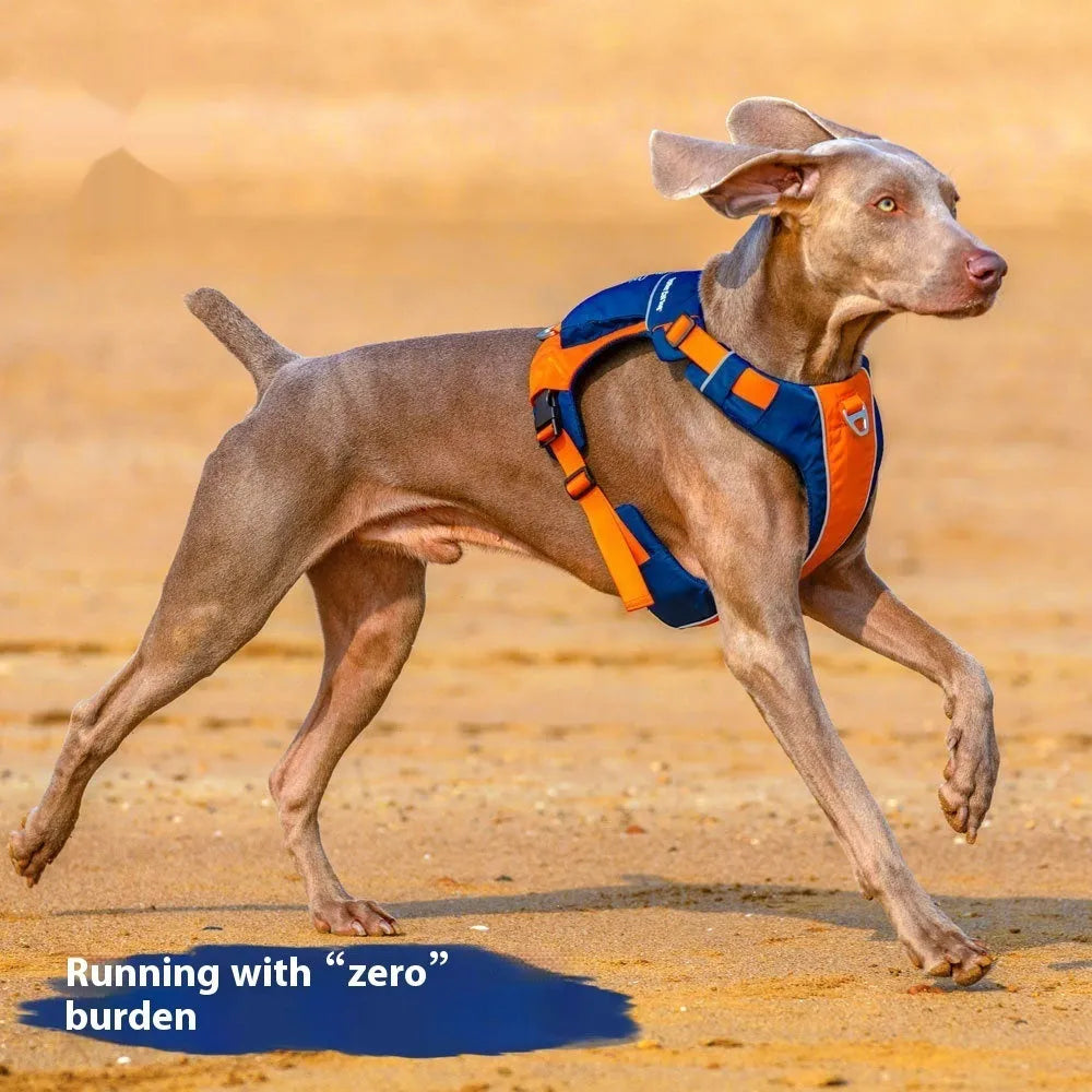 Orange blue nylon dog chest strap with adjustable four-point buckle system shown on dog