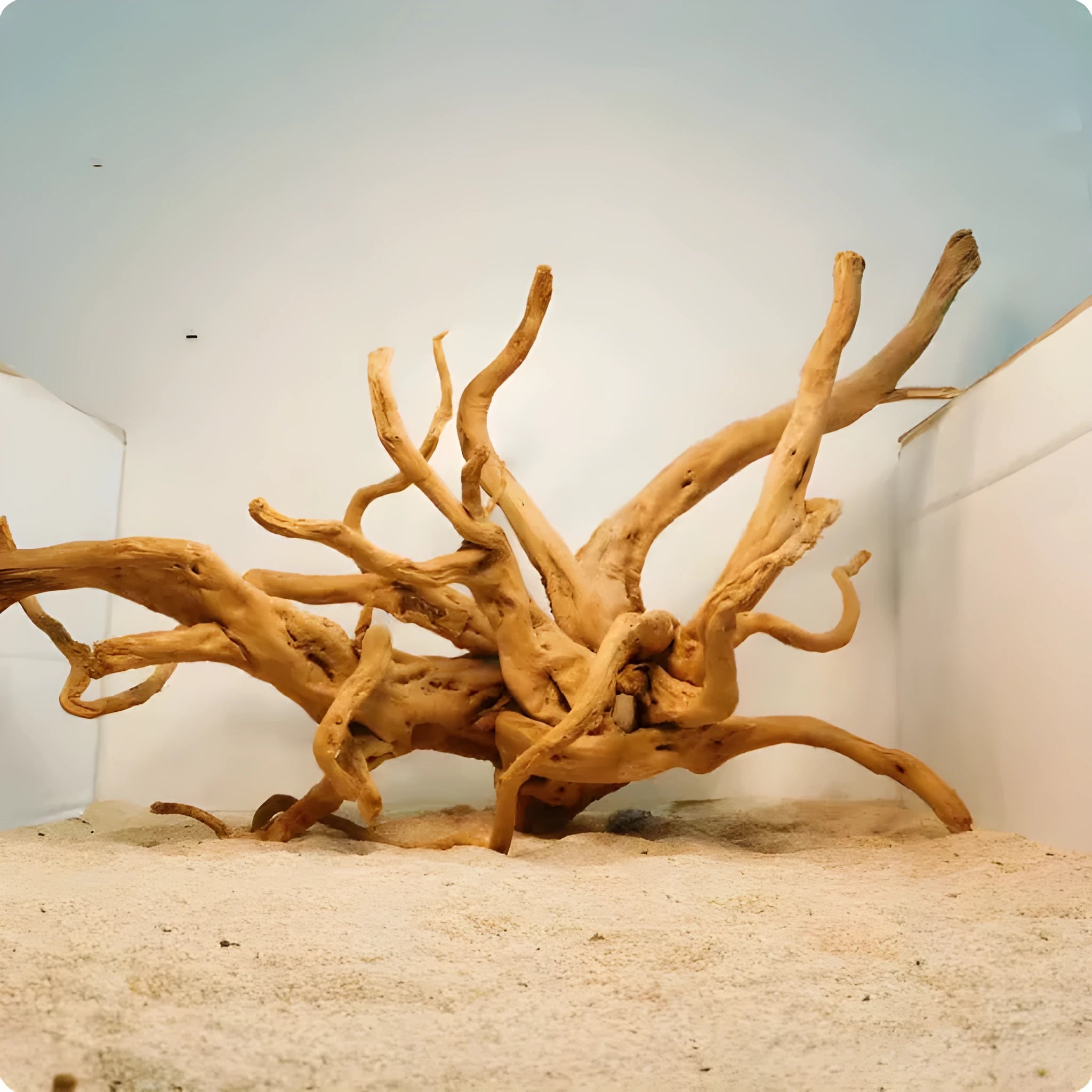 Xiaoqi root natural wood aquarium decoration on a white background.