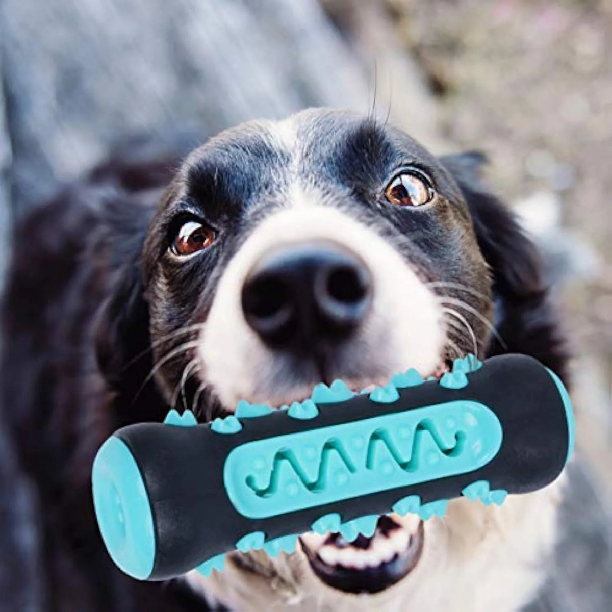 Natural rubber dog dental chew toy in blue, shaped like a toothbrush with cleaning ridges.