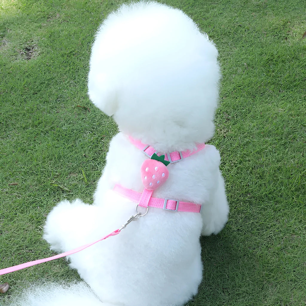 Reflective polyester dog harness with integrated lead in carrot colour for small dog walking
