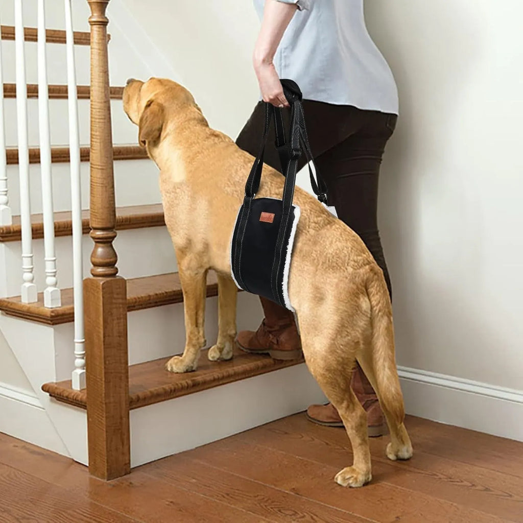 Adjustable dog mobility sling under a dog's hindquarters with reflective nylon straps and a padded liner.