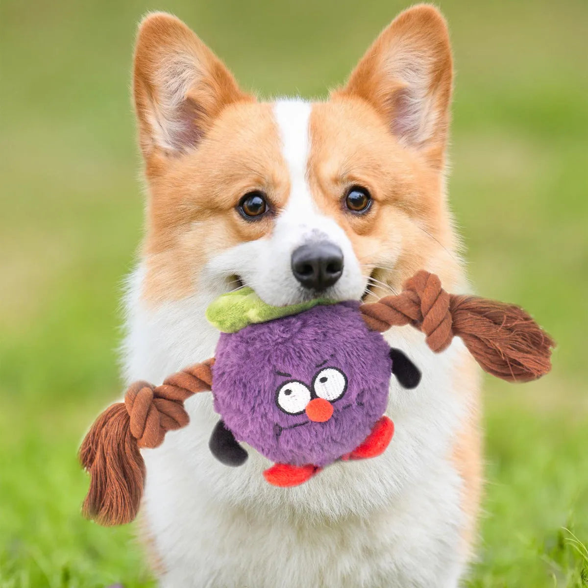 Green and purple plush rope knot dog toy with molar tooth shape for tug of war games.