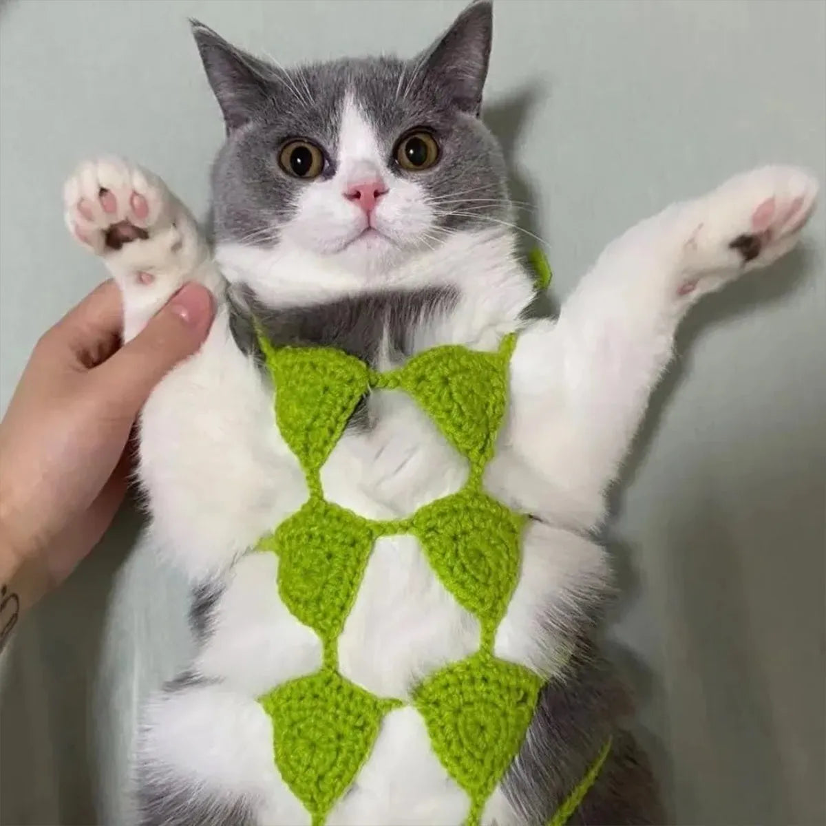 Cat wearing sweet style bikini costume in multiple colour options for Halloween and festivals