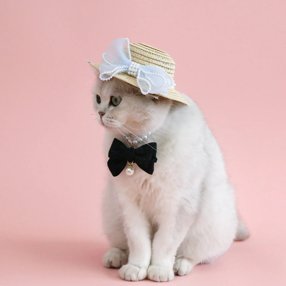 Pet cat wearing a woven Lafite leaf straw hat with a pearl butterfly decoration.