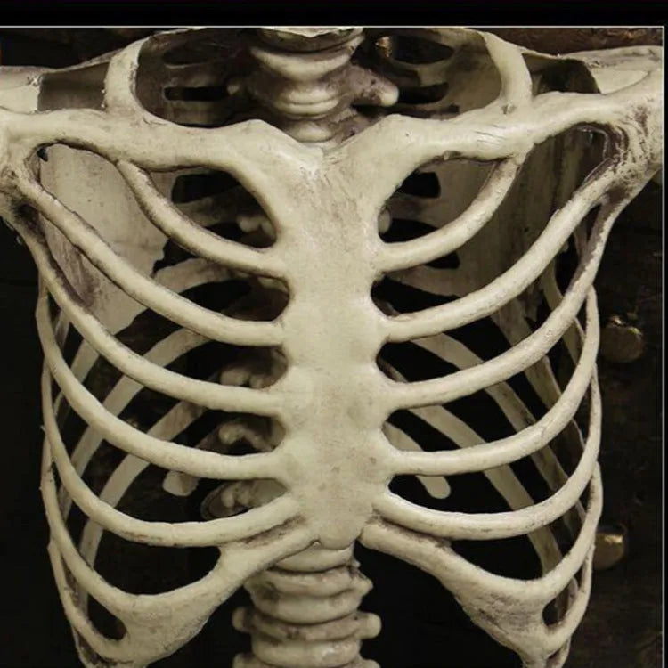 Life-size 170cm plastic skeleton prop standing upright with detailed bone structure