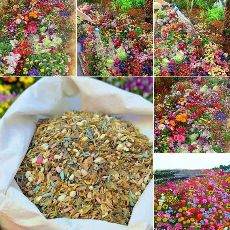 Packet of purpleflower holly leaf cold and drought resistant mixed wildflower seeds for garden decoration.