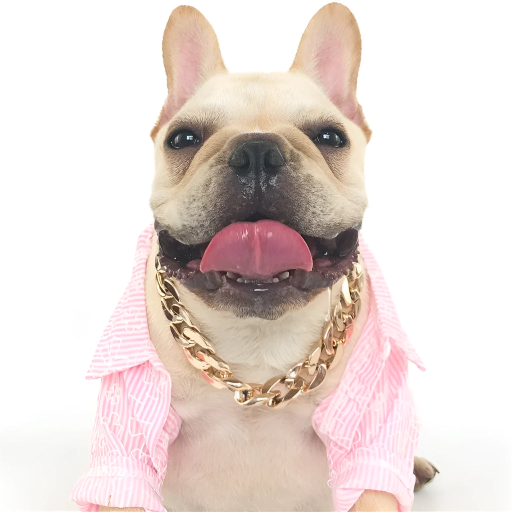 Geometric shaped gold colour dog collar with chain links and buckle on a white background.