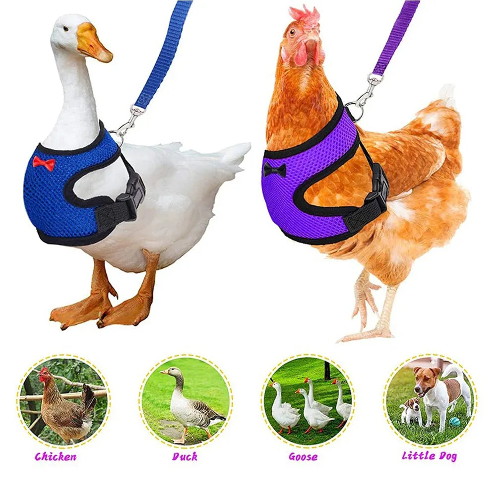 Adjustable chicken vest harness with matching bow collar and traction rope for poultry