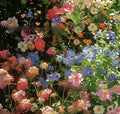 Packet of purpleflower holly leaf cold and drought resistant mixed wildflower seeds for garden decoration.
