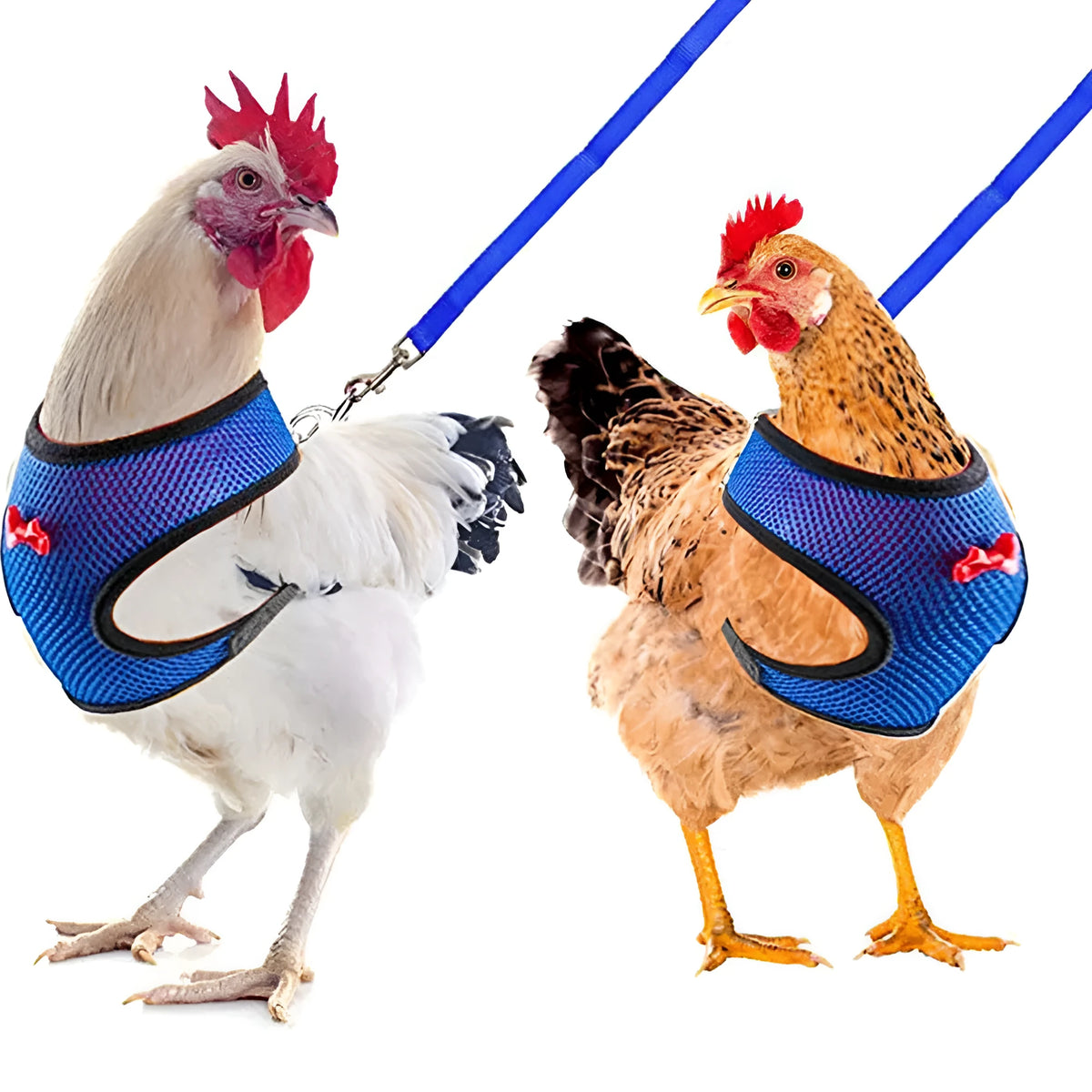 Adjustable chicken vest harness with matching bow collar and traction rope for poultry