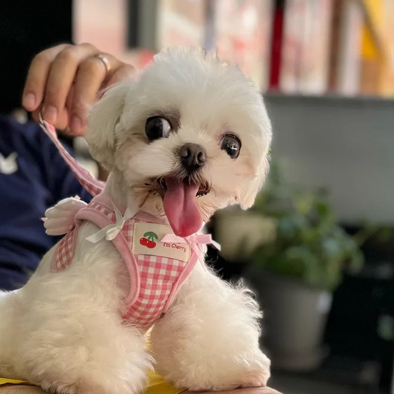 Small dog wearing pink cotton chest and back harness with hand holding rope attachment