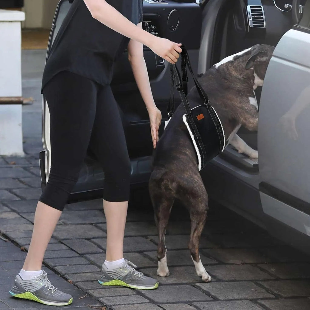 Adjustable dog mobility sling under a dog's hindquarters with reflective nylon straps and a padded liner.