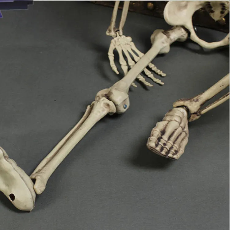 Life-size 170cm plastic skeleton prop standing upright with detailed bone structure