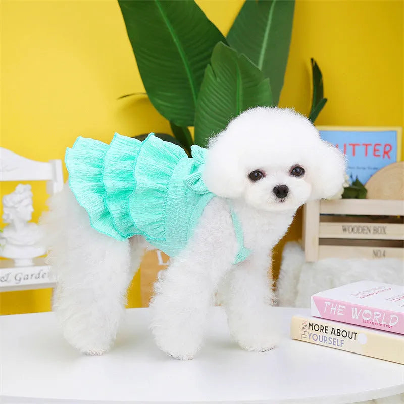 Small white dog wearing a rose red polyester princess dress with a layered candy skirt