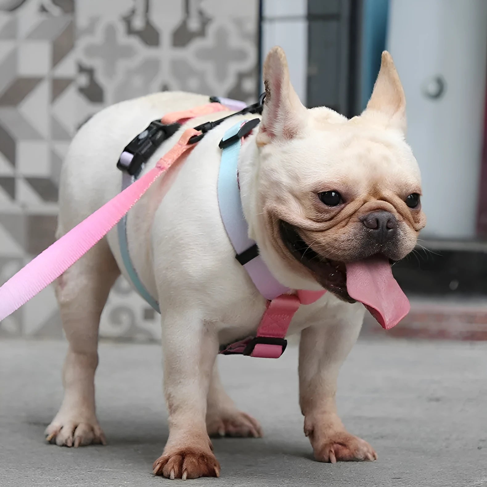 Gradient colour polyester dog harness in sizes S, M, L.