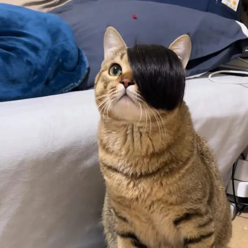 Black imitation braid fox design cat wig for pet costume play