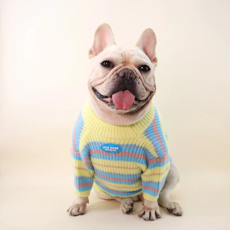 Blue and yellow stripe wool sweater for a small dog, sizes XS to XXL.