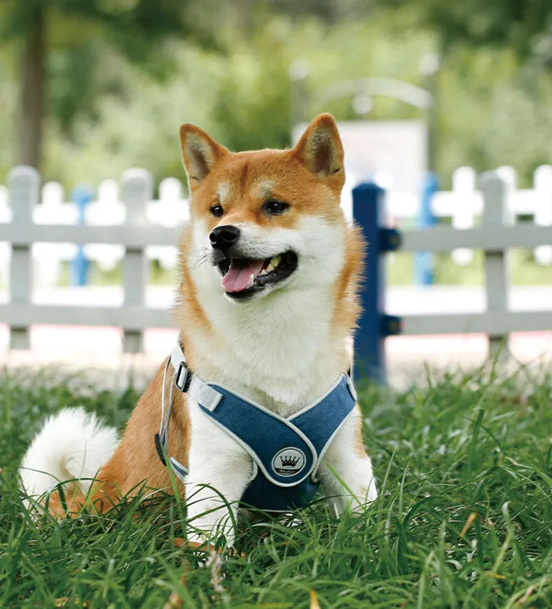 Adjustable breathable mesh dog harness vest with metal D-ring on a pet.