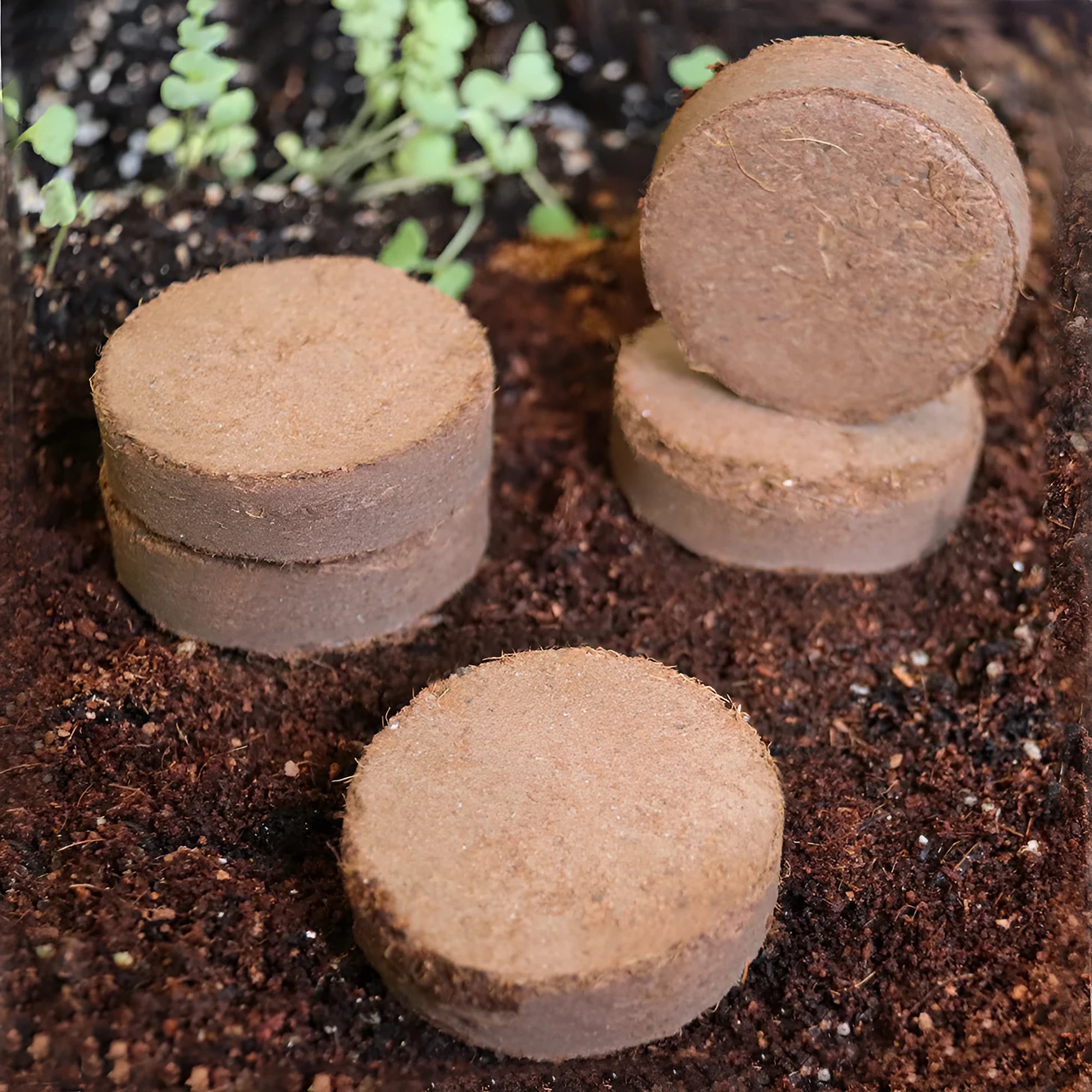 Assorted sizes of compressed nutrient soil blocks for gardening and seedling cultivation.