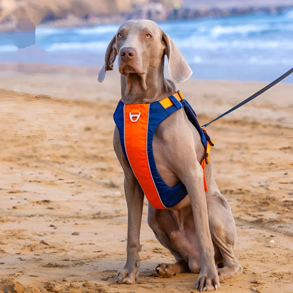 Orange blue nylon dog chest strap with adjustable four-point buckle system shown on dog