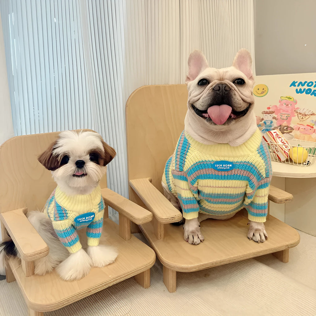 Blue and yellow stripe wool sweater for a small dog, sizes XS to XXL.